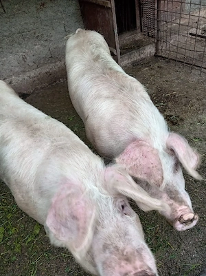 porci de vanzare - imagine 3