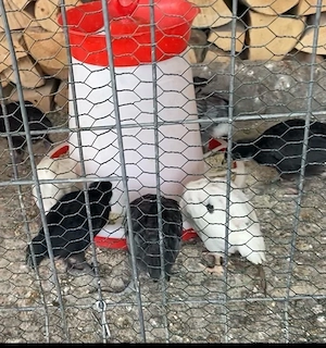 Ultimi puisori