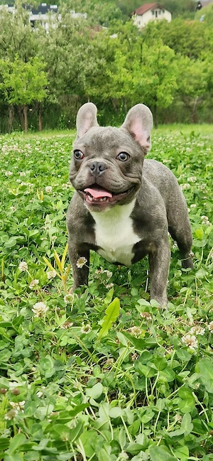 Bulldog Francez Blue Pedigree FCI