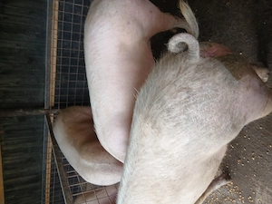 Porci de vanzare 