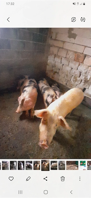 Vând sau schimb cu oii cu vacă cu șoldani  - imagine 4