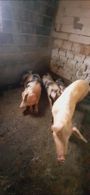 Vând sau schimb cu oii cu vacă cu șoldani  - imagine 2