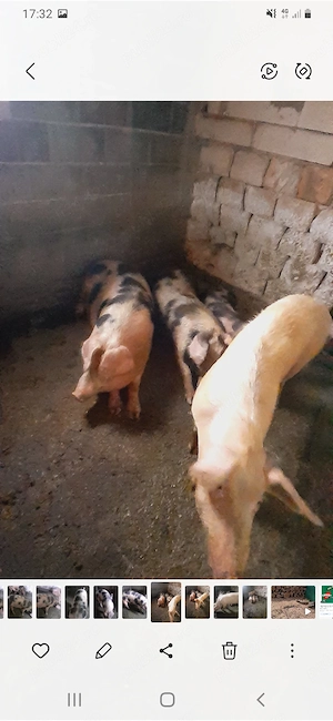 Vând sau schimb cu oii cu vacă cu șoldani  - imagine 3