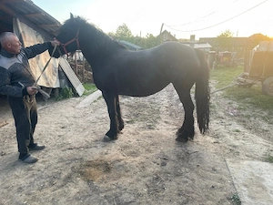 iapa semigrea 