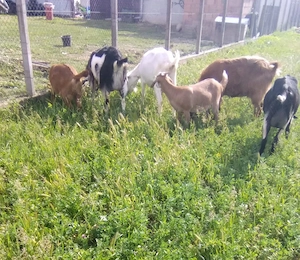 De vânzare capre tinere,bune de lapte,lângă Oradea