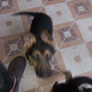 cateluse , ciobanesc  german