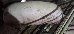 Porc de vanzare 12 lei kg are peste 200 de kg pretul se mai negociaza - imagine 3