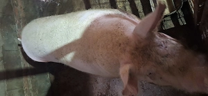 Porc de vanzare 12 lei kg are peste 200 de kg pretul se mai negociaza
