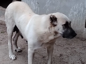 Femele Kangal - imagine 5