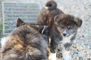 Puiut Akita Inu brindle femela