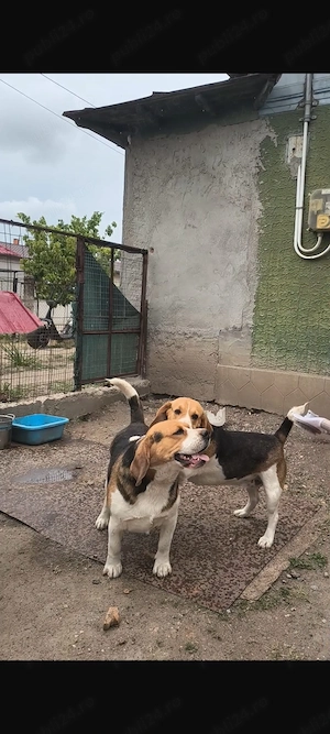 Vand catei din rasa Beagle