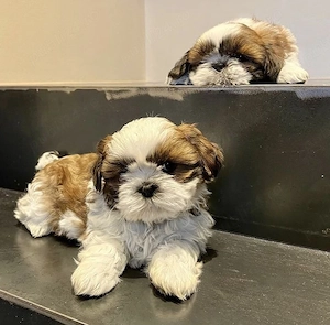Puiuti Shih tzu superbi.