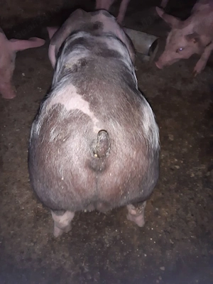 purcei pietrain aprox 30 kg - imagine 4