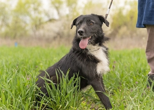Caini pentru adoptie - imagine 2