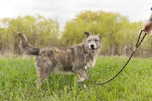 Caini pentru adoptie - imagine 3