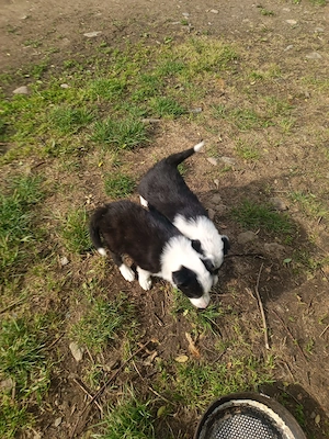 cățel Border collie 