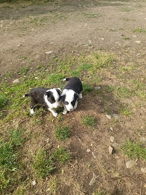 cățel Border collie  - imagine 3