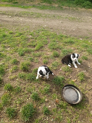cățel Border collie  - imagine 2