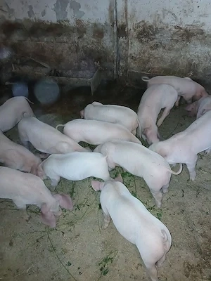 Purcei 30-40 kg
