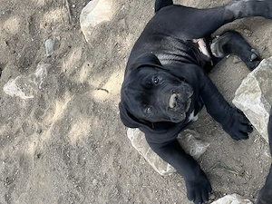 cane corso parinti pedigree - imagine 3