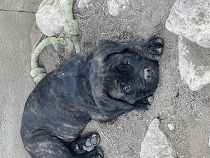 cane corso parinti pedigree