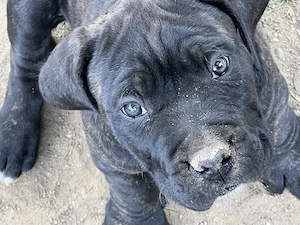 cane corso parinti pedigree - imagine 2