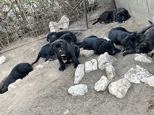 cane corso parinti pedigree - imagine 4