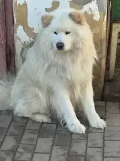 Mascul Samoyed 