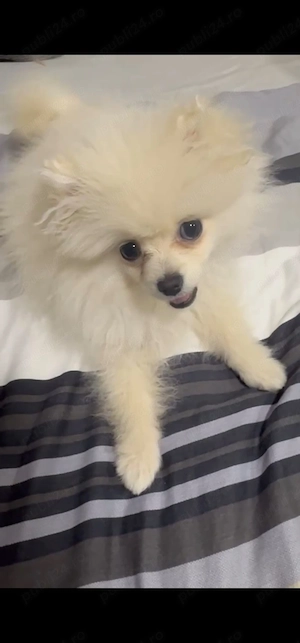 Pui Pomeranian mini super scump - pret ocazie