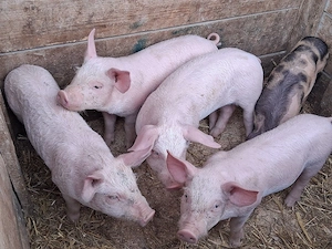 vând 5 purcei de 9 săptămâni 