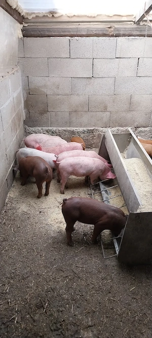 Purcei de vânzare