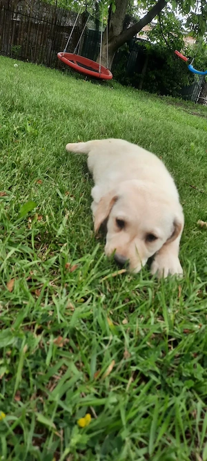 Vand pui labrador