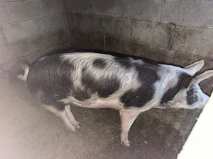 Se vinde purcea Varsta 9 luni  are in jur de 100 kg pret 16 lei in viu