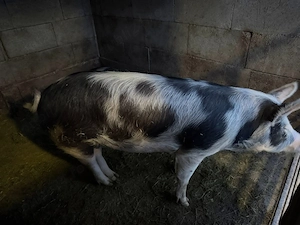 Se vinde purcea Varsta 9 luni  are in jur de 100 kg pret 16 lei in viu - imagine 3