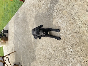 Labrador  pui de 5 luni - imagine 2