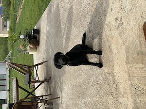 Labrador  pui de 5 luni - imagine 4