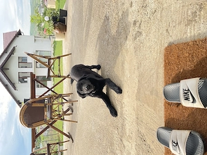 Labrador  pui de 5 luni - imagine 3