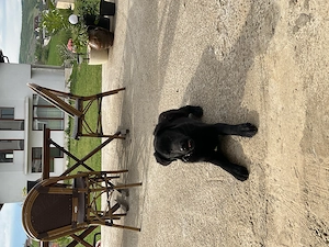 Labrador  pui de 5 luni - imagine 5