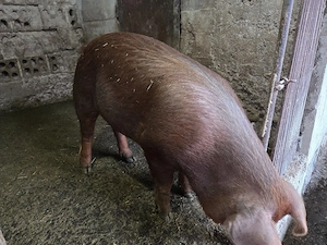vand purcea duroc