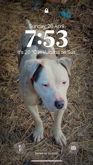 Vând Amstaff  - imagine 2