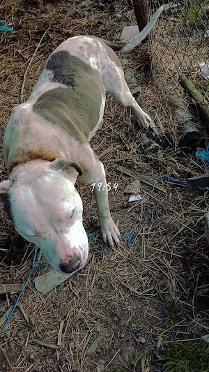 Vând Amstaff  - imagine 4