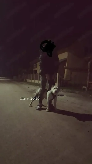 Vând Amstaff 