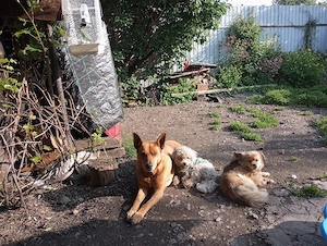 vînd pui bishon, talie mică toy, mascul. ciine corso di pikineza  - imagine 4