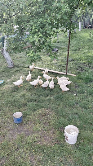 Vand boboci de rațe Pekin  - imagine 4