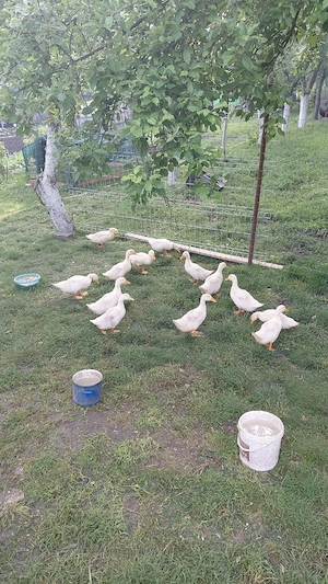 Vand boboci de rațe Pekin 