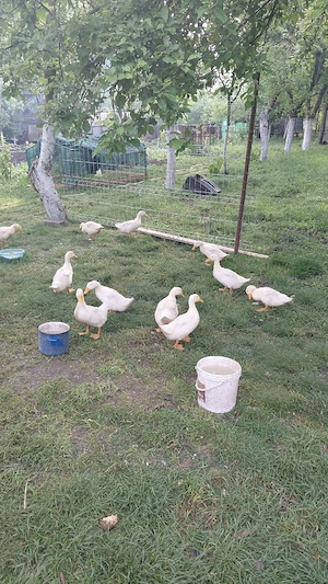 Vand boboci de rațe Pekin  - imagine 3
