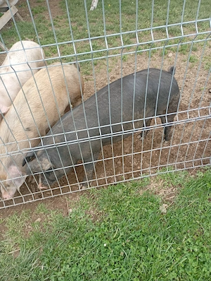 porc de vânzare 