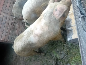 Porc de vanzre pret 15 ron kg - imagine 2