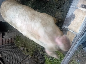 Porc de vanzre pret 15 ron kg - imagine 4