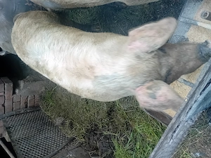 Porc de vanzre pret 15 ron kg - imagine 3